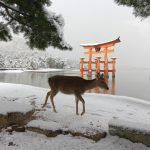 厳島神社 大鳥居と鹿