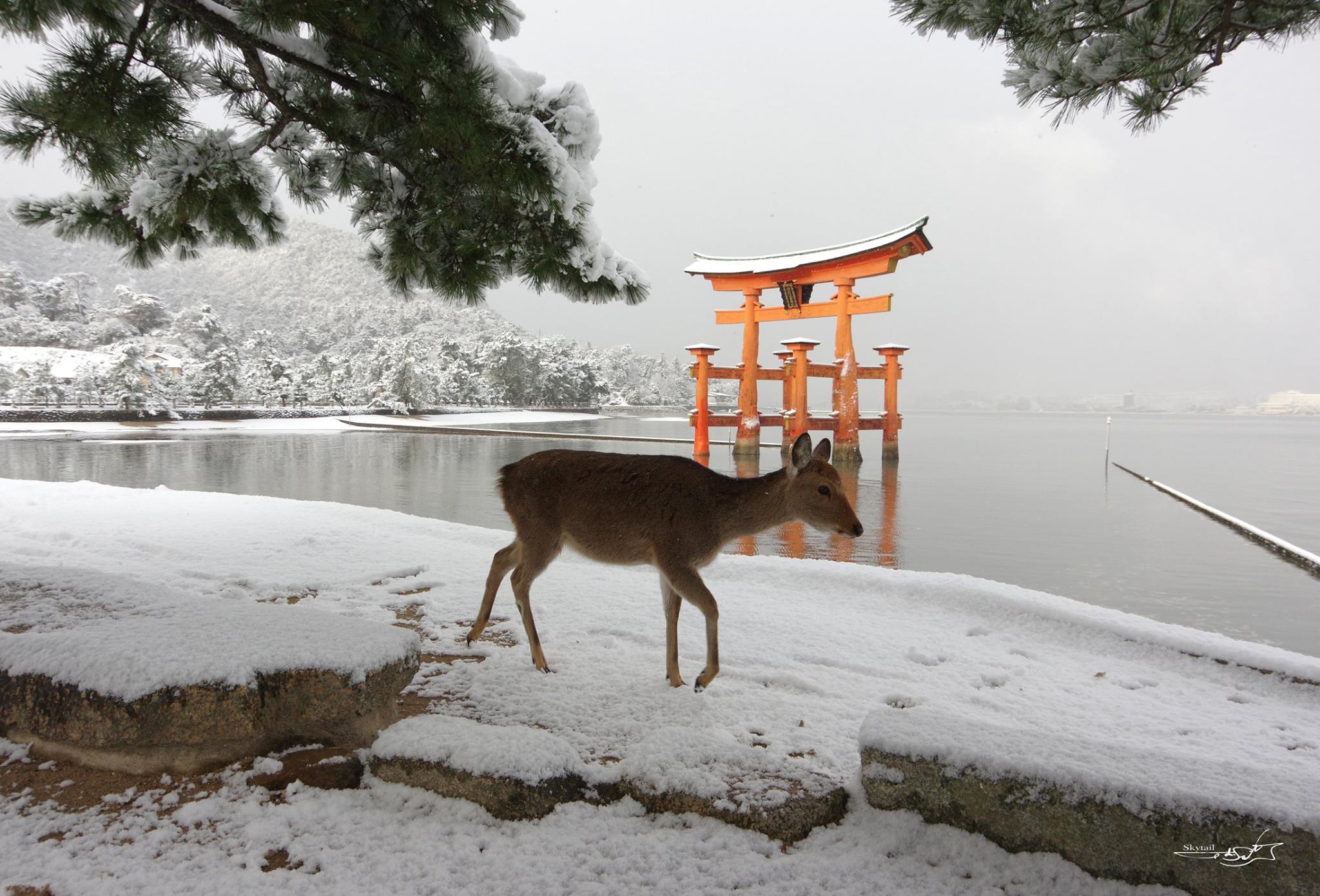 厳島神社 大鳥居と鹿